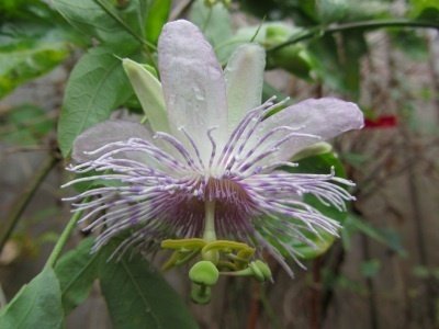 Passiflora Lukas