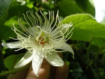 Passiflora vellozii