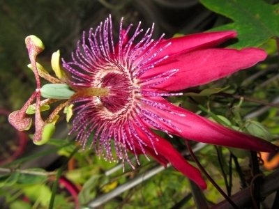 Passiflora Pura Vida VII