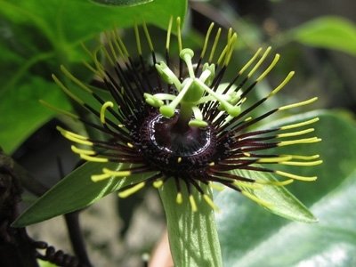 Passiflora Manta
