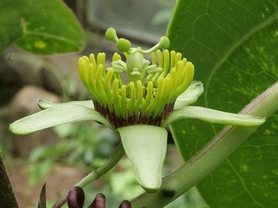 Passiflora sexocellata