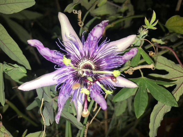 Passiflora Calipso