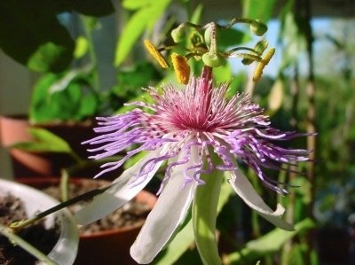 Passiflora watsoniana