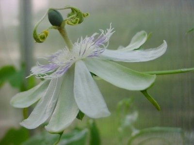Passiflora resticulata