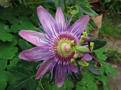 Passiflora Malena