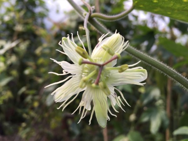 Passiflora cana