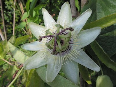 Passiflora caerulea ´White Lightening`