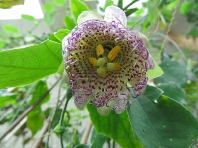 Passiflora sidaefolia