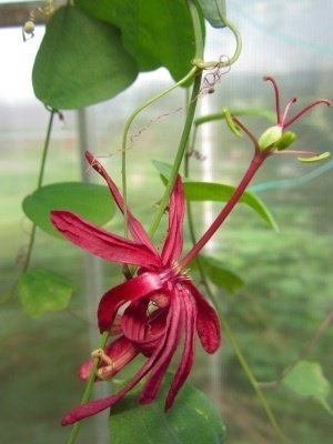 Passiflora Cappuccetto Rosso