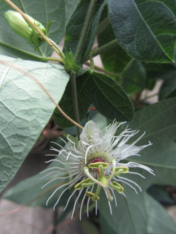 Passiflora campanulata