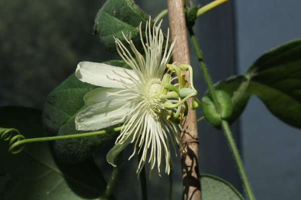 Passiflora hastifolia