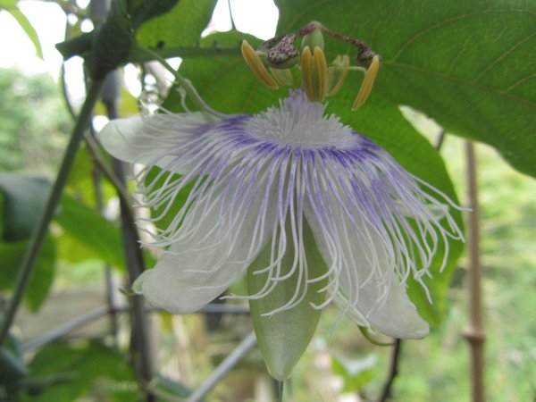 Passiflora Suave