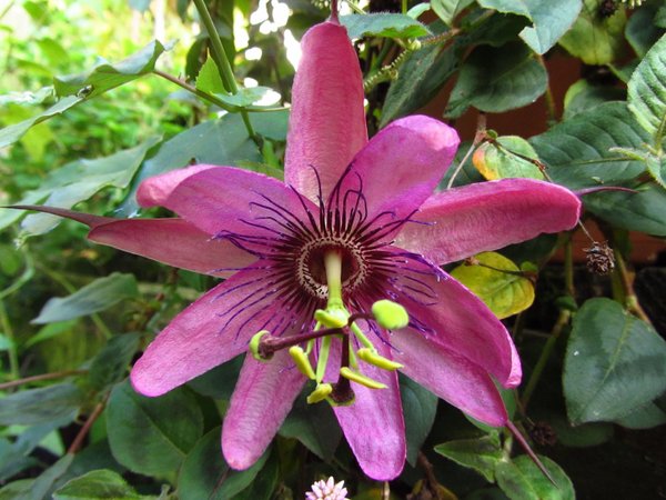 Passiflora Pretty Tina