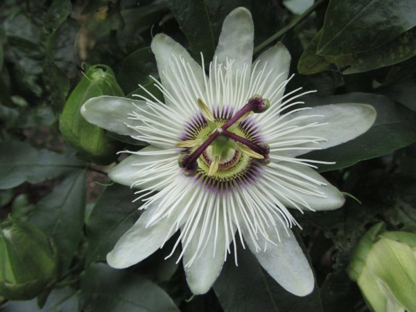 Passiflora Paola