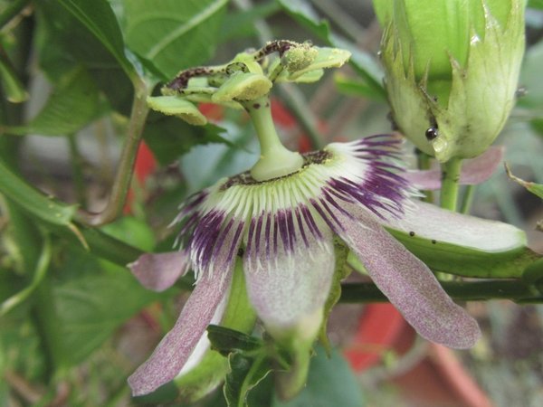 Passiflora edulis Itatiai