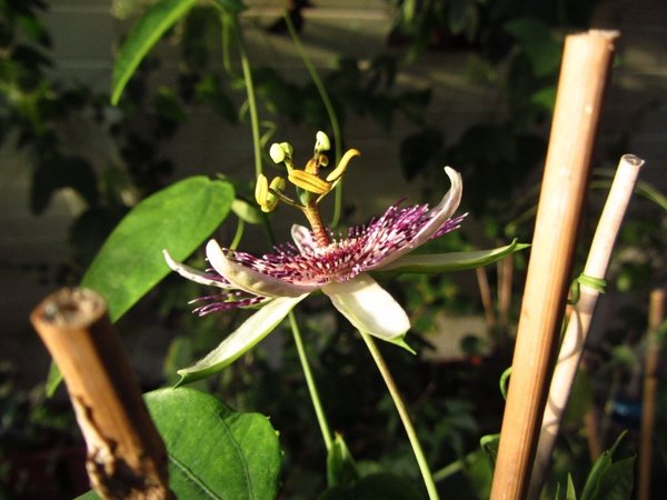 Passiflora colombia spec. 2014