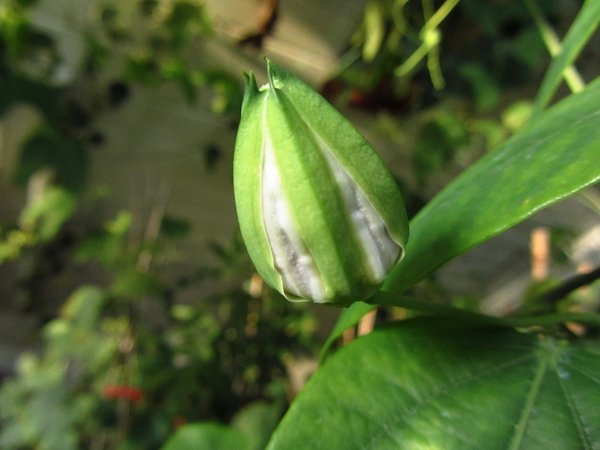 Passiflora colombia spec. 2014