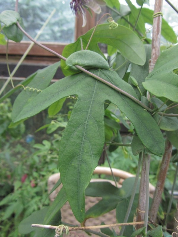 Passiflora smithii