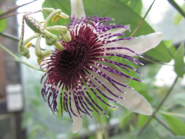 Passiflora smithii