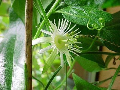 Passiflora capsularis Vanilla Cream