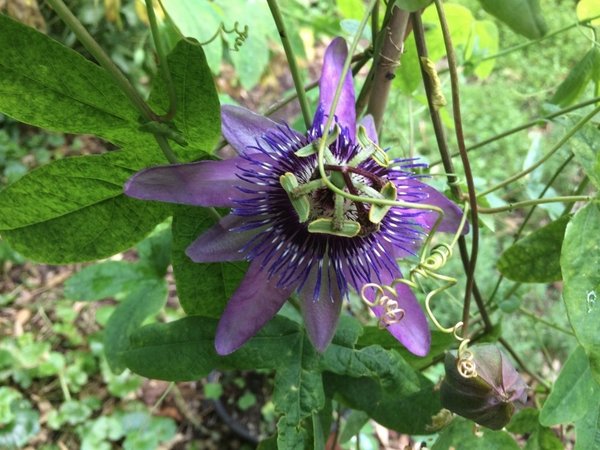 Passiflora Conner Caileen