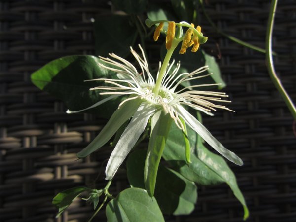 Passiflora Utinga spec.
