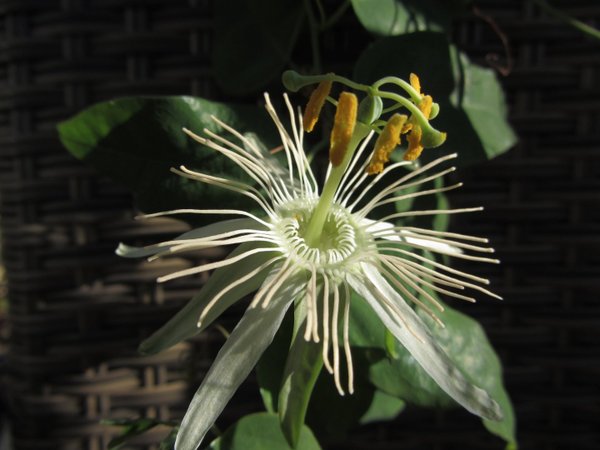 Passiflora Utinga spec.