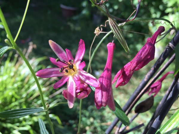 Passiflora hyacinthiflora