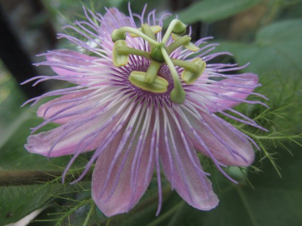 Passiflora foetida Brownsville
