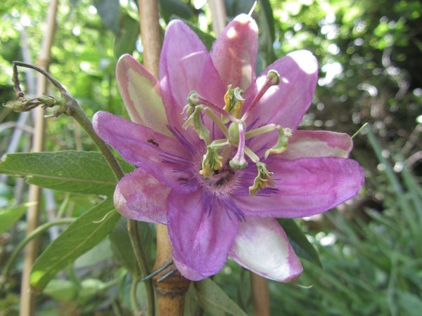 Passiflora Anna Flora