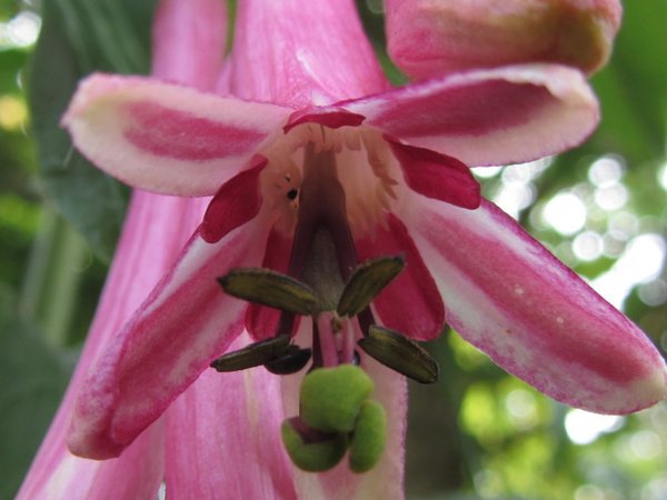 Passiflora trinervia
