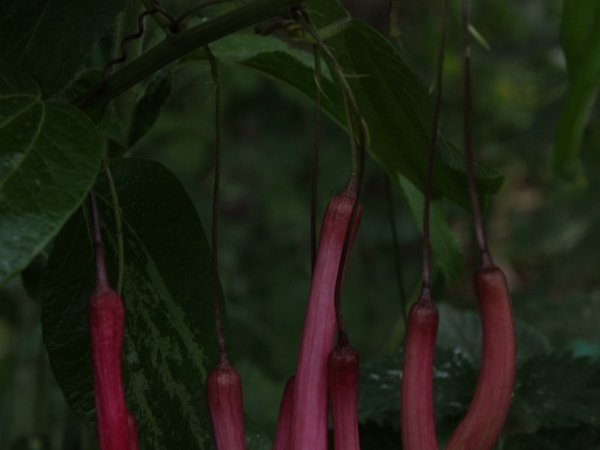 Passiflora trinervia