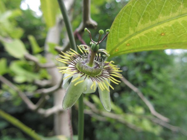 Passiflora Bostand