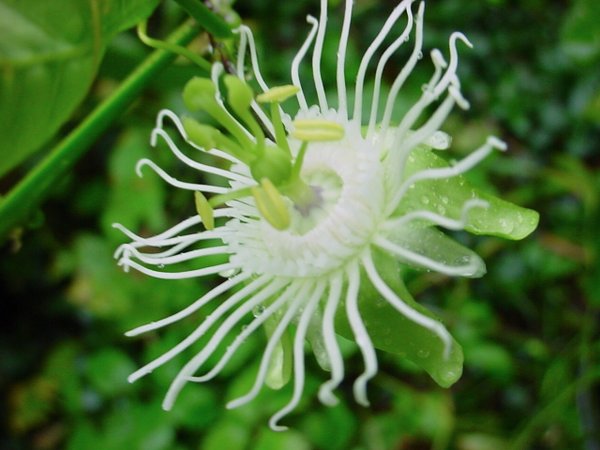 Passiflora misera
