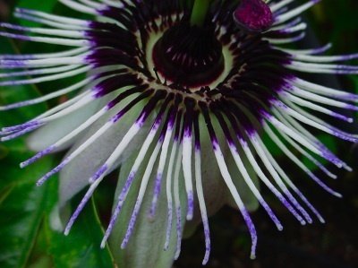 Passiflora Velvet Beauty