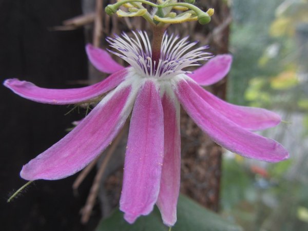 Passiflora Rosaspina