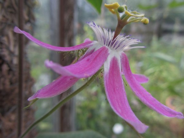 Passiflora Rosaspina