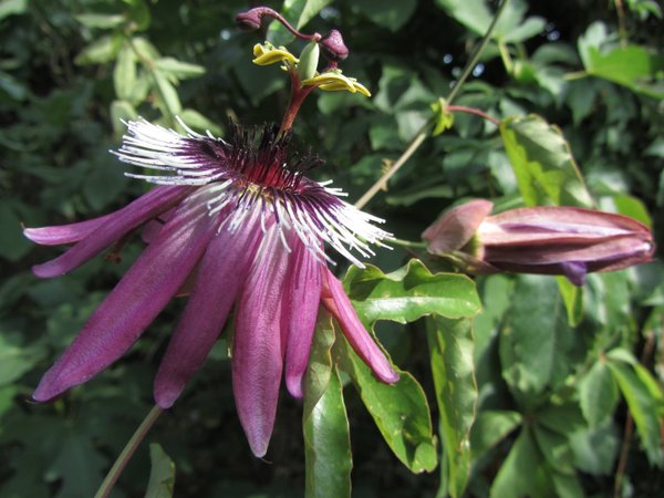 Passiflora Violacea ´Victoria`