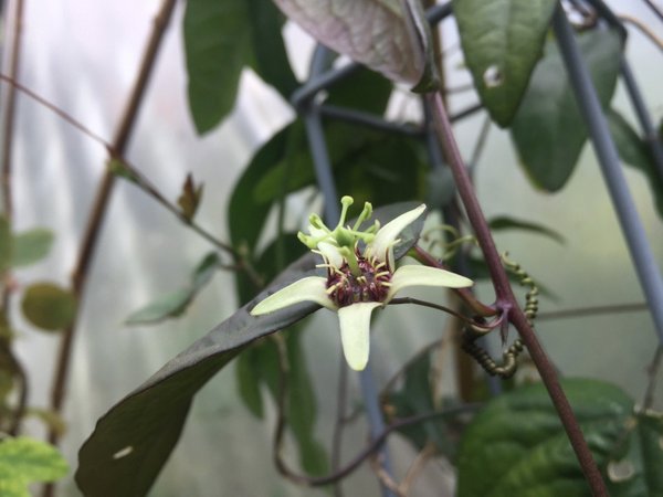 Passiflora suberosa Dominikanische Republik