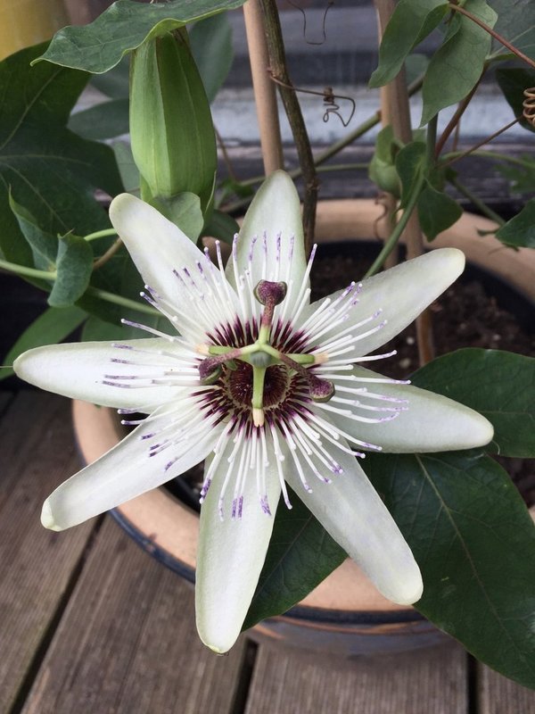Passiflora Diva
