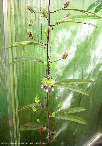 Passiflora standleyi