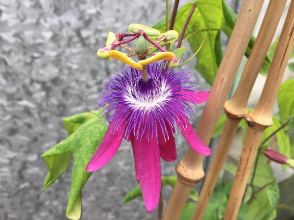 Passiflora loefgrenii Iporanga