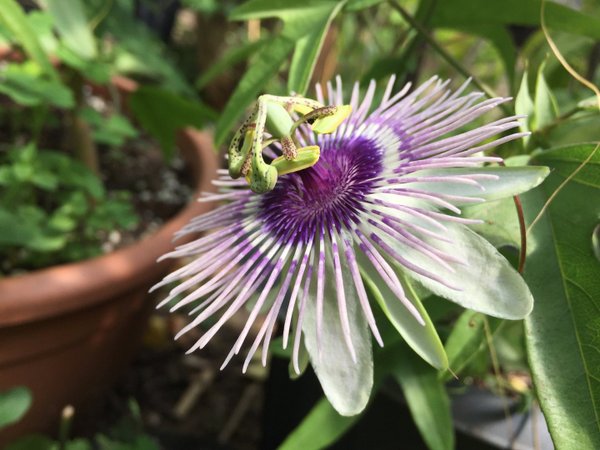 Passiflora Vincent