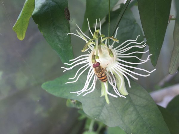 Passiflora pohlii