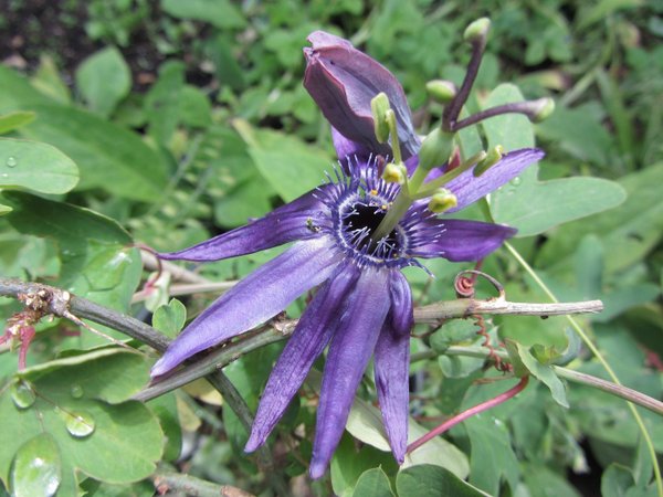 Passiflora umbilicata