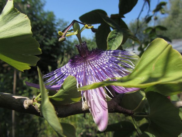 Passiflora Fata Morgana