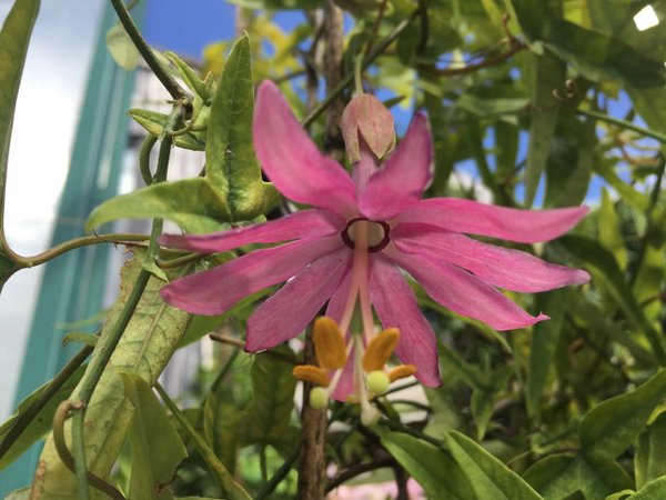 Passiflora luzmarina
