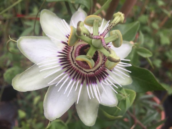 Passiflora Beauty of Hannover