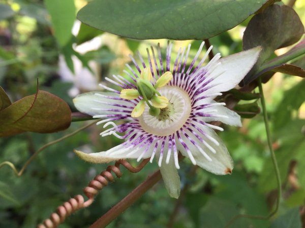 Passiflora podadenia