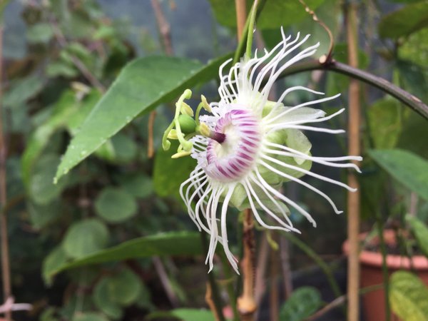 Passiflora telesiphe